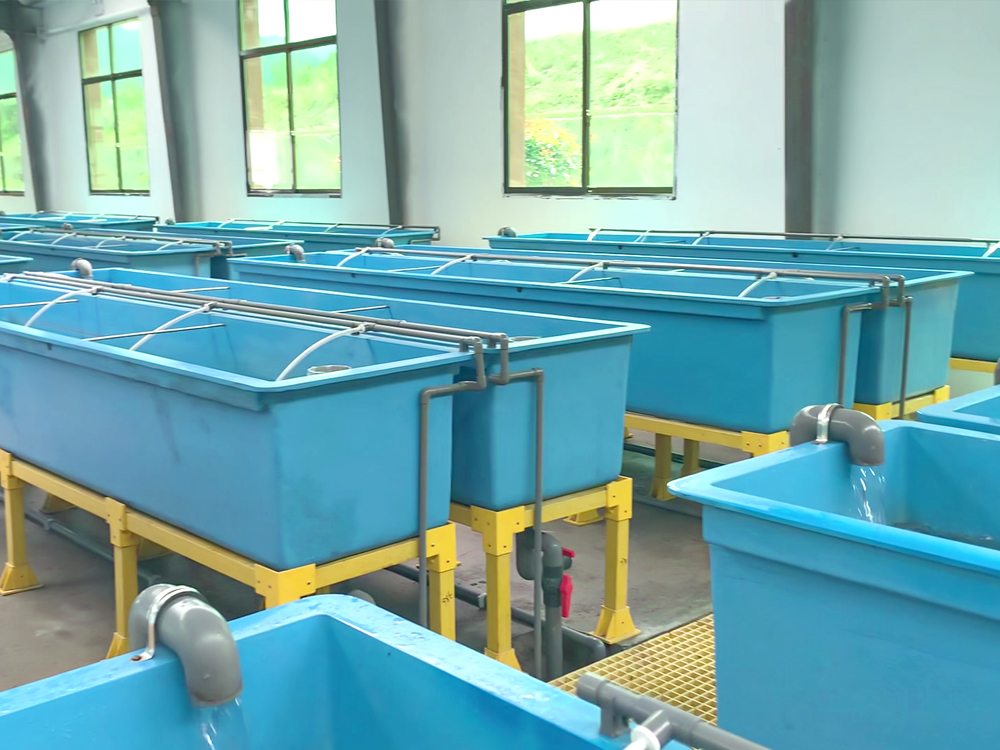 貴州三穗- 淡水魚類 - 淡水