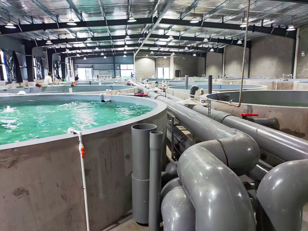 浙江南潯- 加州鱸魚(yú) - 淡水